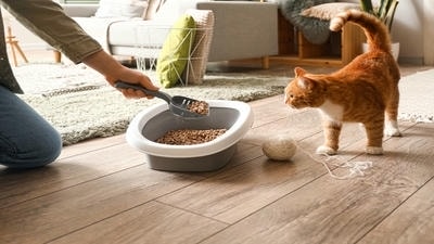 Cat Litter Showdown: Comparing the Best Brands for Odor Control