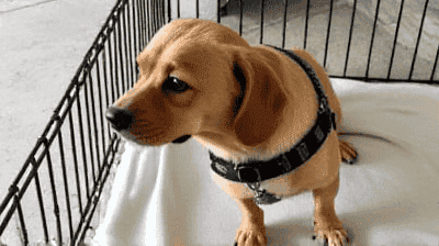 Crate Training Made Easy: A Step-by-Step Guide for New Pet Owners