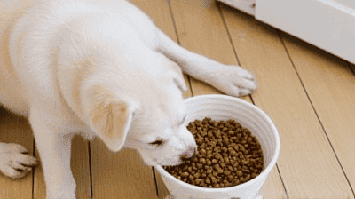Nutrition 101: Choosing the Best Diet for Your Pet's Needs