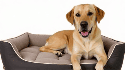 The Best Dog Beds for Comfort and Support: A Comprehensive Guide