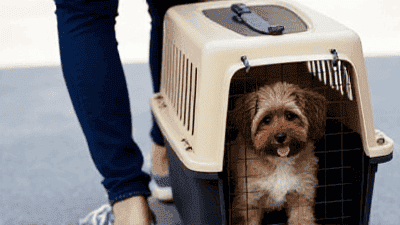 The Best Pet Travel Carriers for Stress-Free Adventures