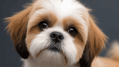 Understanding the Shih Tzu: Grooming and Care for Your Adorable Companion