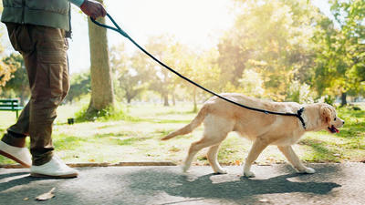 Urban Pet Life: Tips for Raising a Happy Pet in the City
