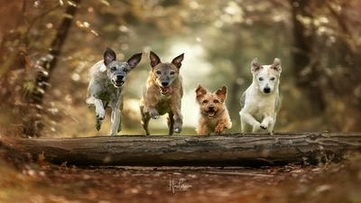 Using Burst Mode for Perfect Timing: Action Photography Tips for Pets