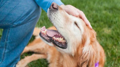 Why Adopting a Senior Pet Could Be Your Best Decision Ever